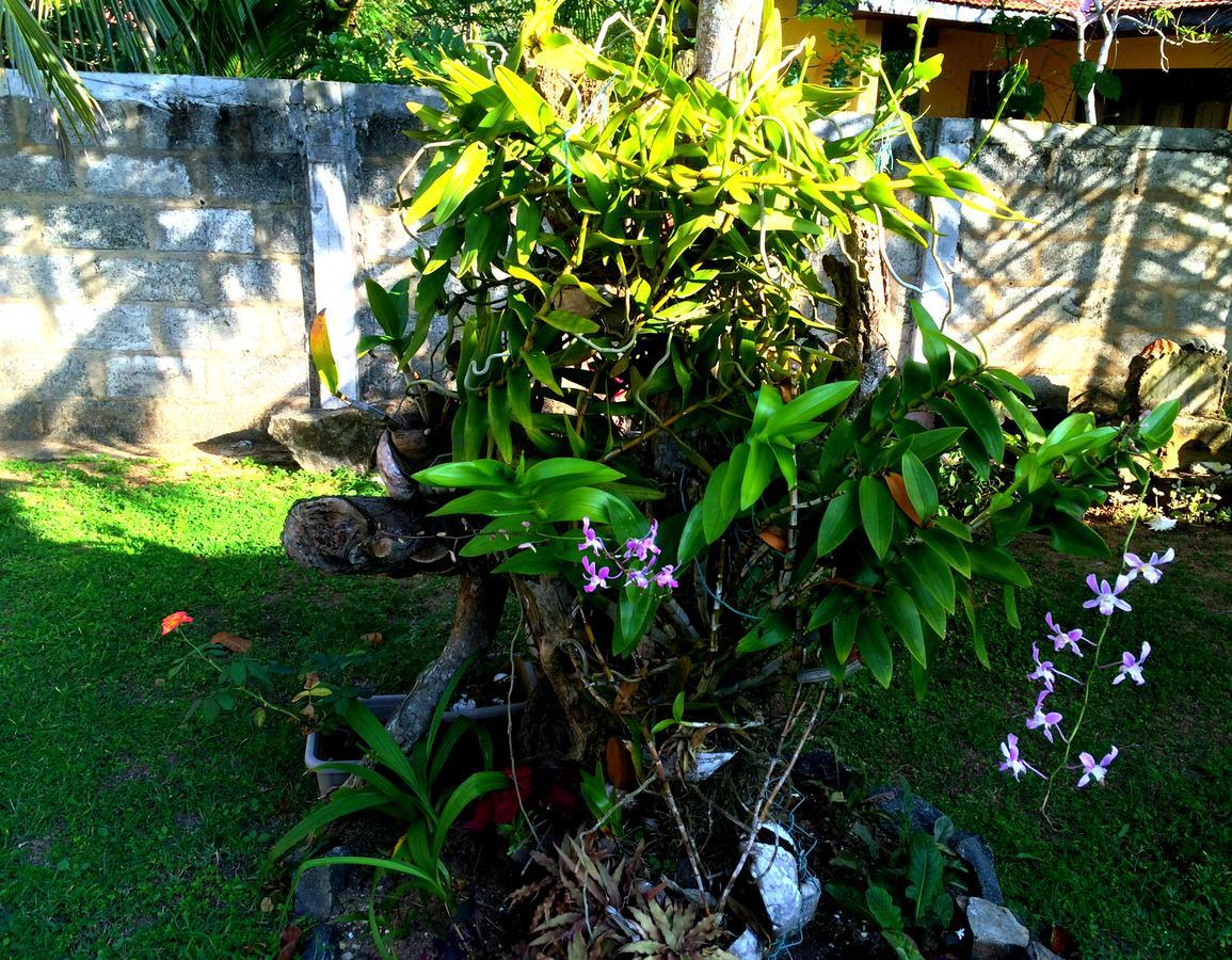 The Breeze Mirissa Bed & Breakfast Exterior foto